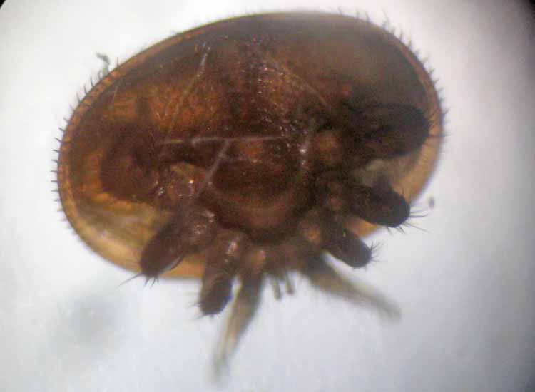 Varroa jacobsoni